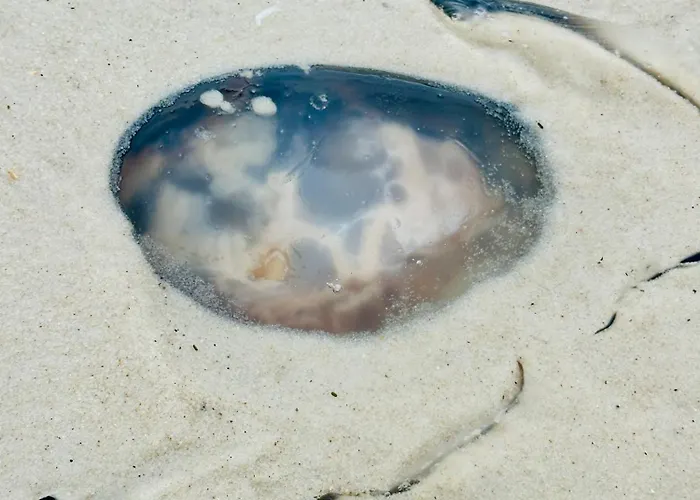 Crabby Paddy At Whispering Pines West Gulf Shores